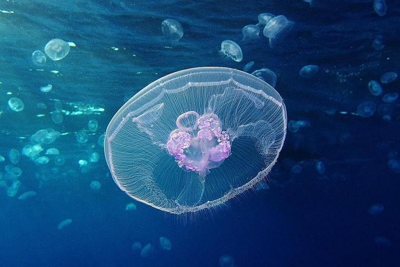Jellyfish are an ancient and successful group of animals. An in-depth look at the genome of the moon jelly, Aurita aurelia, shows that early jellyfish likely repurposed an existing set of genes to transition between polyp and swimming life stages.