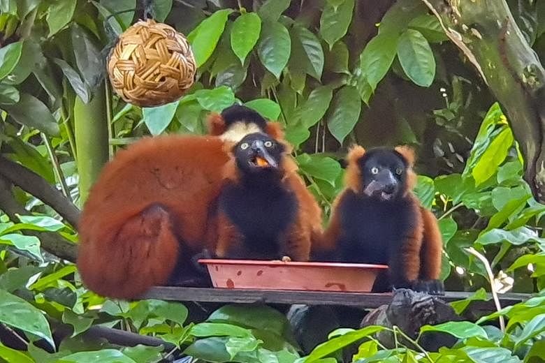The twin red ruffed lemur babies (right, with their mother Minnie) were born at the Singapore Zoo on Feb 22. The last time the zoo welcomed the birth of the critically endangered red ruffed lemur was 11 years ago when the twins' father, Bosco, was bo