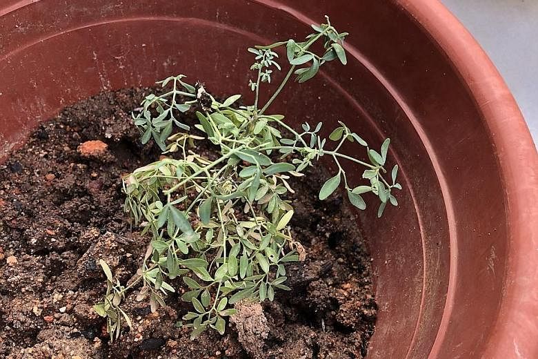 Indian rue needs a well-drained medium to thrive.