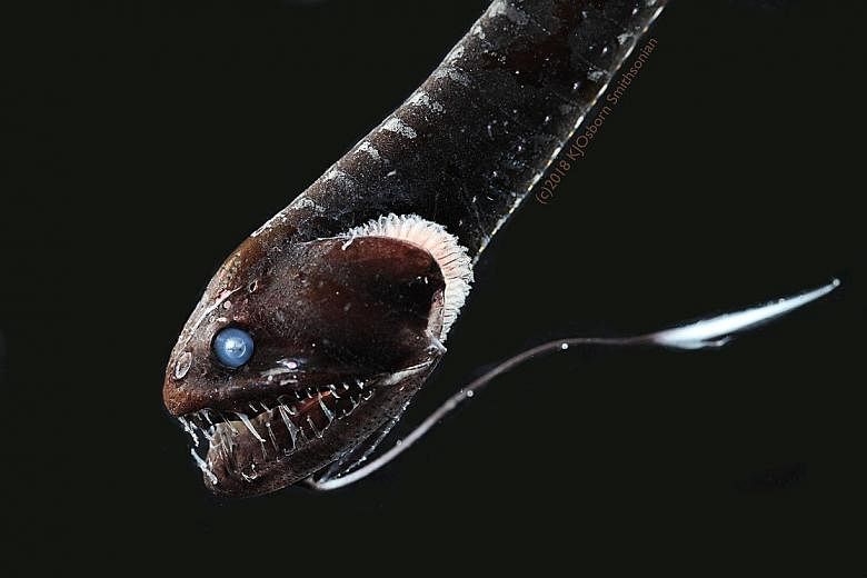A common fangtooth, a deep-sea species of ultra-black fish. While some ultra-black fish might appear brownish, it is the product of camera overexposure and editing, researchers say. PHOTOS: NYTIMES, REUTERS