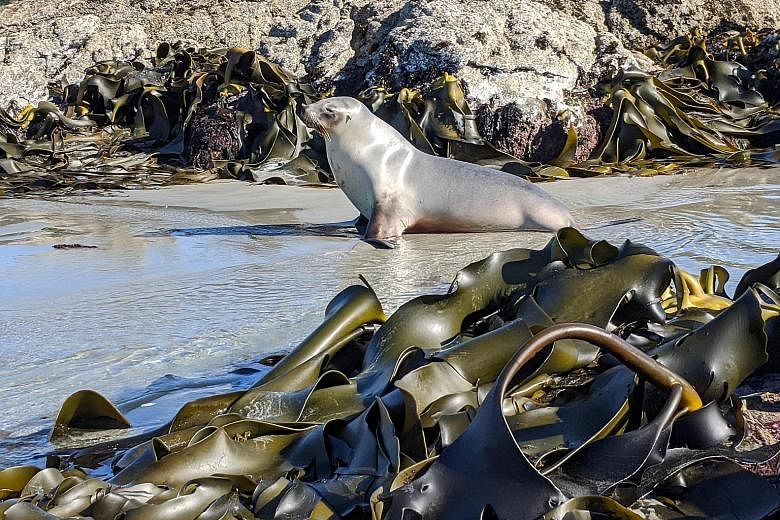 A sea lion basking amid bull kelp in coastal New Zealand. The kelp's genes bear marks of an earthquake that occurred 800 years ago, researchers say. PHOTO: NYTIMES