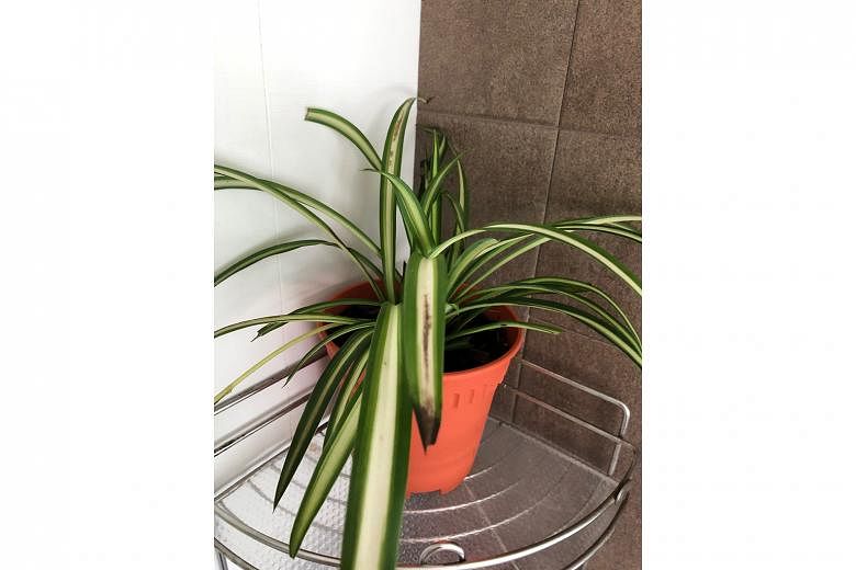 Bathroom too dim for spider plant to grow well.