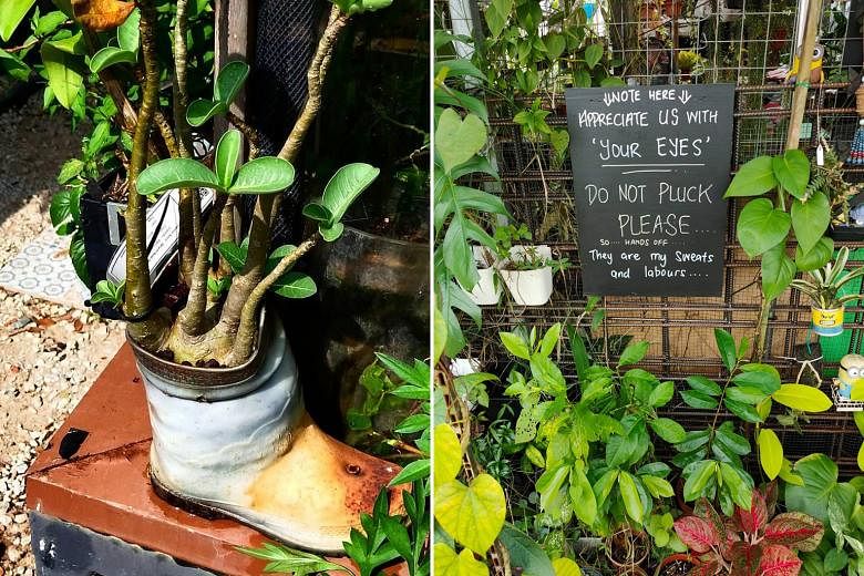 Ms Cassandra Ho's papaya plants (top), next to the numerical label, were found missing yesterday at the community garden in Bishan-Ang Mo Kio Park. PHOTOS: CASSANDRA HO Left: One of the signs put up by full-time gardener Raymond Tang around his plot 