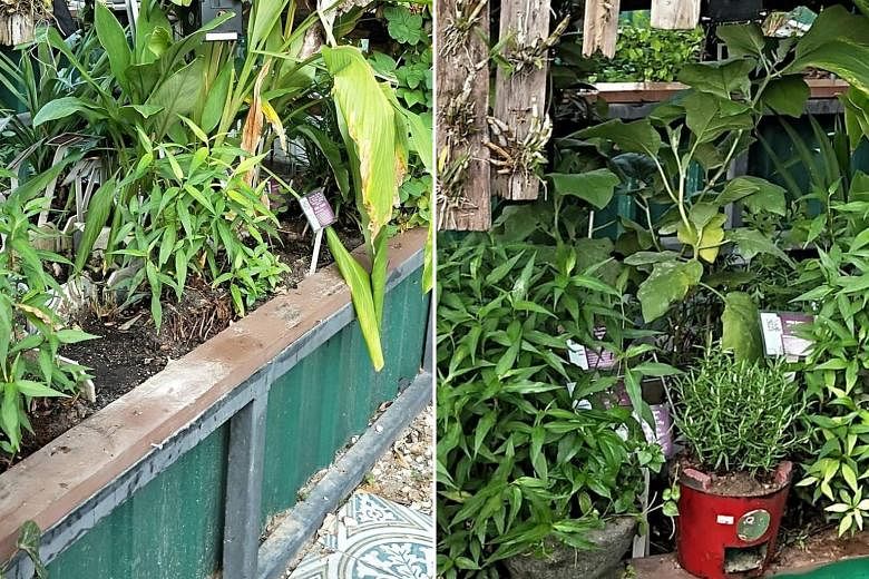 Ms Cassandra Ho's papaya plants (top), next to the numerical label, were found missing yesterday at the community garden in Bishan-Ang Mo Kio Park. PHOTOS: CASSANDRA HO Left: One of the signs put up by full-time gardener Raymond Tang around his plot 