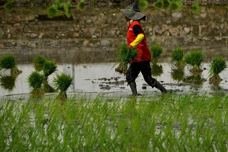 Food, not rice, security: Jakarta Post | The Straits Times