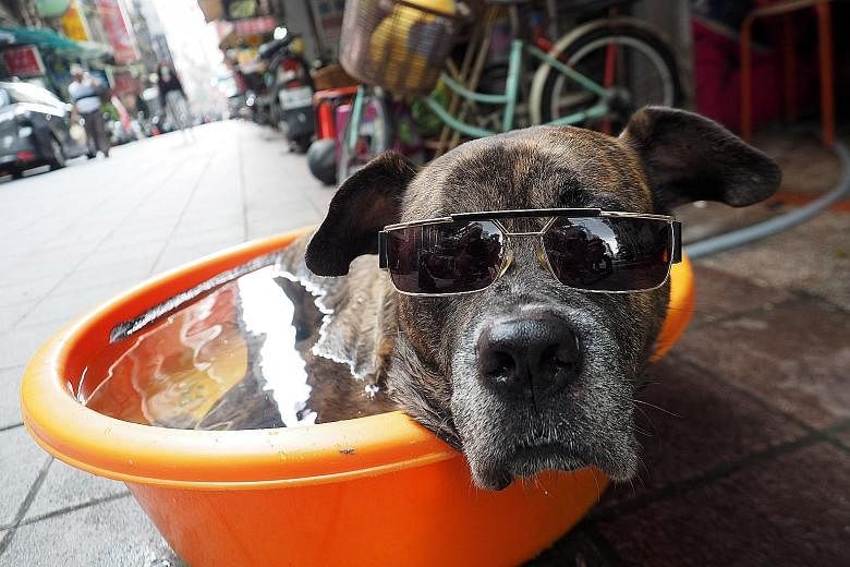 A dog cooling off in Taipei last month, which was the third-warmest July on record, behind only that of 2019 and 2016. PHOTO: EPA-EFE