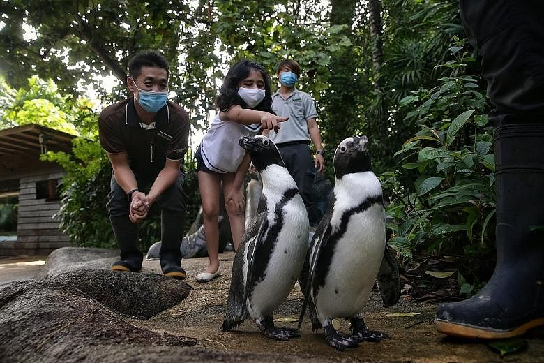 Above: Maahi Kalra, six, with Wildlife Reserves Singapore staff Ravan Tan (left), 35, and Tan Yih Fei, 29, getting up close with African penguins Ben (left) and Bella at the Singapore Zoo yesterday. Her mother, Ms Gunjan Kalra, adopted the penguins u