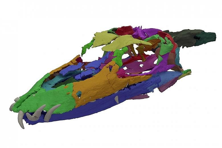 A digital model of the skull of the Tanystropheus, constructed from CT scans of crushed skull pieces. The rebuilt skull revealed several aquatic adaptations.