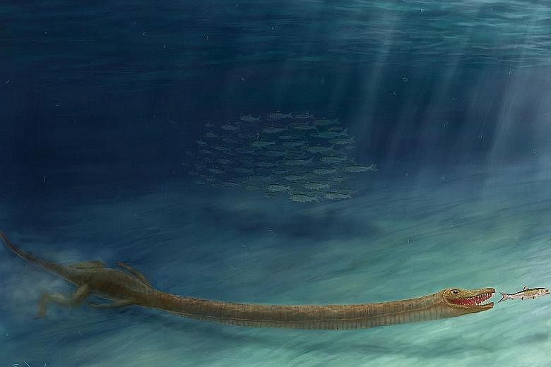 A rendering of the Triassic-era aquatic reptile Tanystropheus. The creature was initially described in the 1850s, based on a few tube-like bones. Only in the 1930s, when more complete fossils emerged from the Monte San Giorgio in Switzerland, did sci