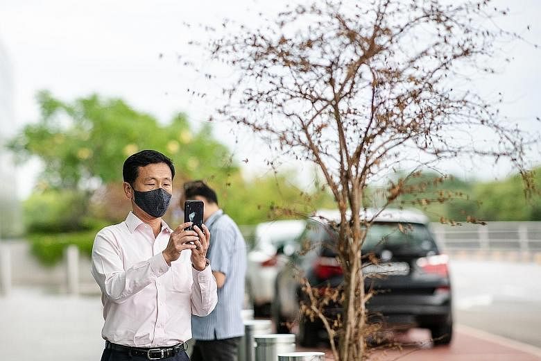 Transport Minister Ong Ye Kung recounted visiting Terminal 2 recently and being greeted by withered bougainvillea plants. But underneath one dried brown bark, he saw a bright green stem. Covid-19 has "incapacitated one of our lungs, but the Singapore