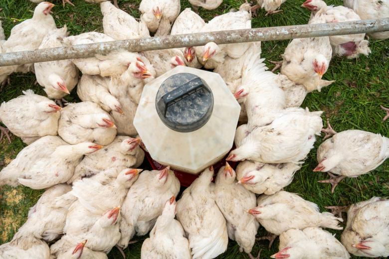 Thousands of baby chicks have been dying in the US mail The Straits Times