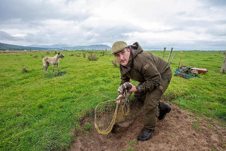 Professional rabbit catcher Steven McGonigal, holding a ferret and, with his dog Fudge, sets a net as he hunts for rabbits in County Donegal, north-west Ireland. He prefers using ferrets, dogs, spades and nets over modern guns and poison.