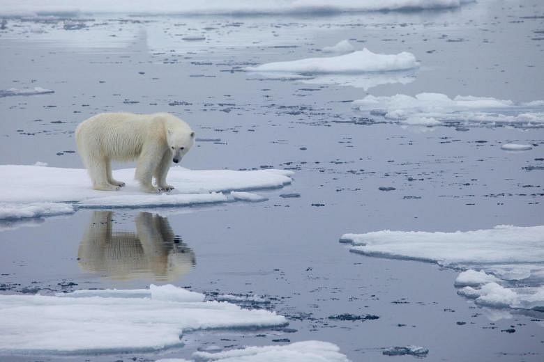 Polar Bear Kills Man In Arctic Svalbard | The Straits Times