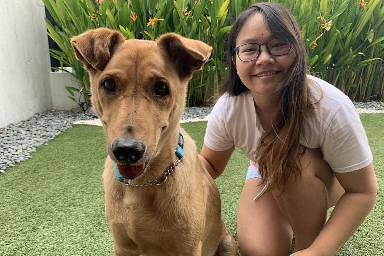 More people in Singapore interested in adopting or fostering pets