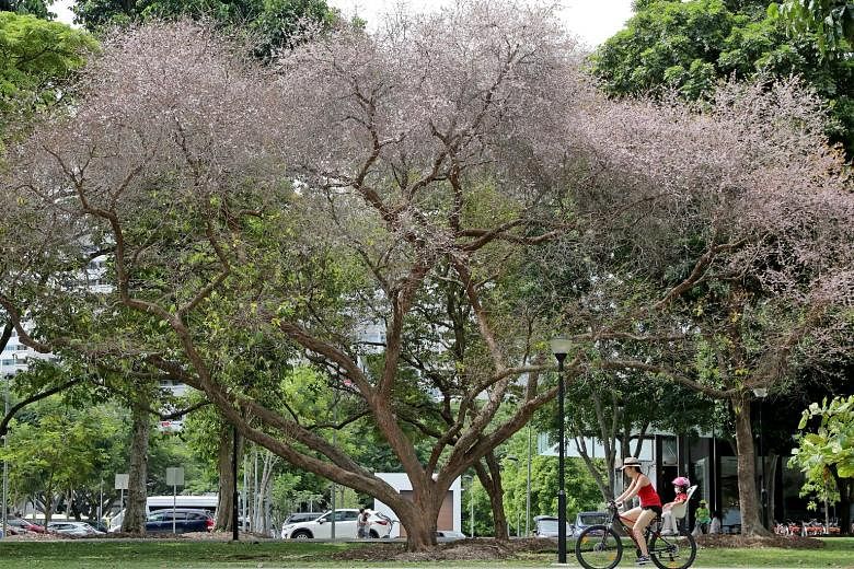 The trees at Marine Cove and East Coast Park appear awash in pink, thanks to the pink mempat going into full bloom. Some call the species the Singapore sakura for its cherry blossom effect during flowering. The flowers are a pale pink with a faint fr
