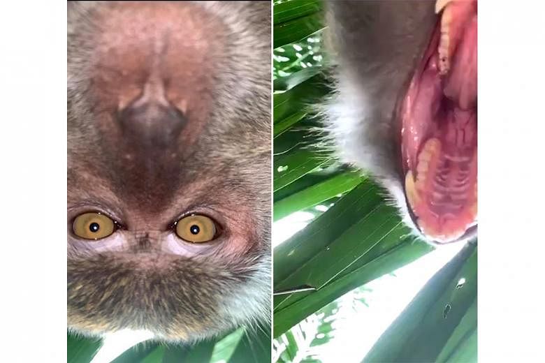 Fangs for the memories, Mr Monkey... the macaque who stole Mr Zackrydz Rodzi's phone snapped in a series of selfies staring into the screen (left) and trying to eat the phone.