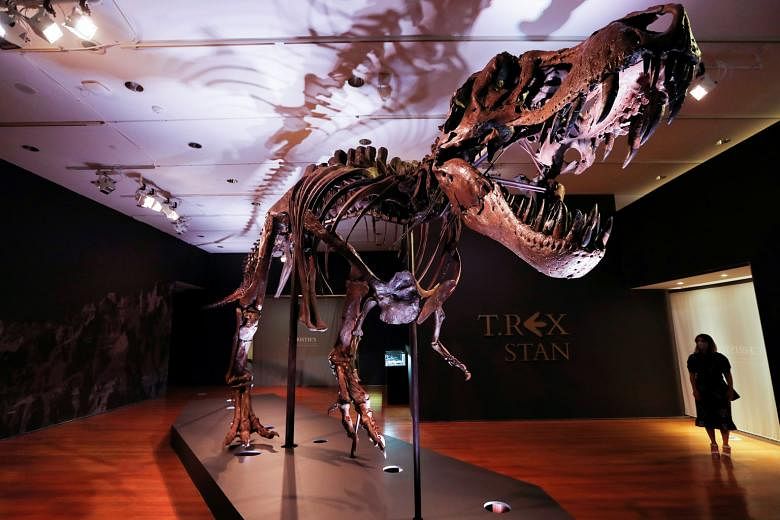 T-Rex Stan, the 12m dinosaur that researchers estimate died 60 million years ago at the age of about 20, on display ahead of its public auction at Christie's in New York City. The 188-bone skeleton is named after Mr Stan Sacrison, the amateur palaeon