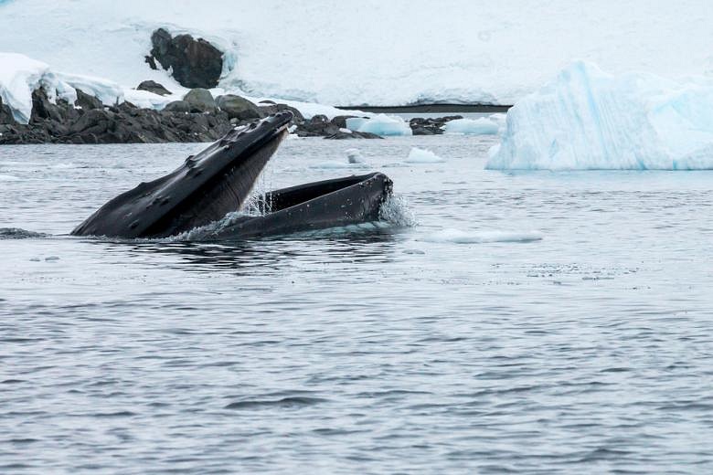 Humpback whales are moving north likely due to warm oceans | The ...