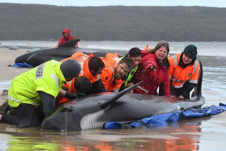 This handout photo, taken by Brodie Weeding from The Advocate yesterday, shows rescuers working to save a pod of pilot whales stranded on a sandbar at Macquarie Harbour in Tasmania. PHOTO: AGENCE FRANCE-PRESSE
