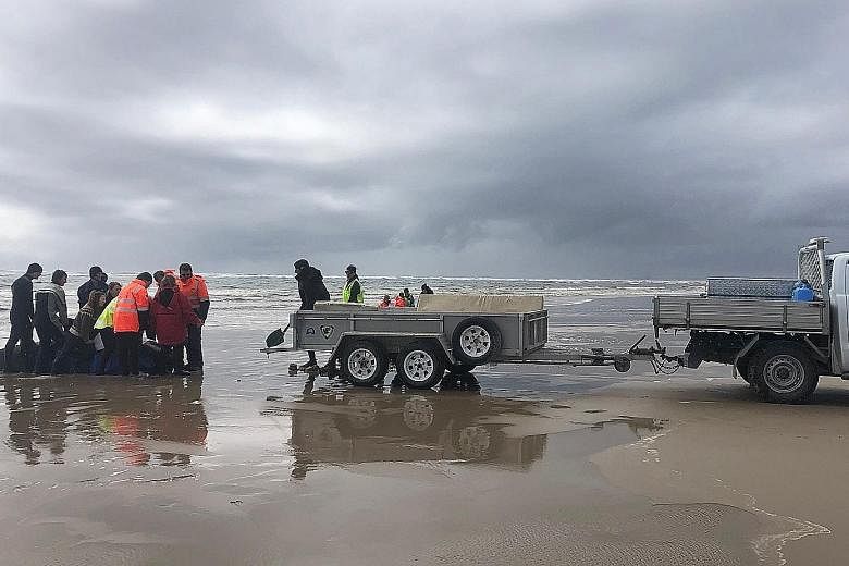 A whale being loaded onto a trailer in Macquarie Harbour on the west coast of Tasmania on Tuesday. Hundreds of pilot whales have died in a mass stranding in southern Australia, and the outlook for those still alive was said to be bleak.