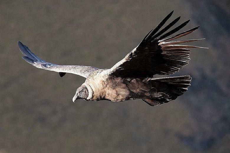 The massive Andean condor, which calls a mountain range in Ecuador home, has a 3.5m wingspan, making it one of the largest flying birds. It is under threat from poisoning and hunting. PHOTO: AGENCE FRANCE-PRESSE