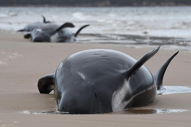 The refloating process involves as many as four or five people per whale, attaching slings to the animals so they can be guided out to sea by a boat. Stranded whales on a beach in Macquarie Harbour on the rugged west coast of Tasmania on Tuesday. The