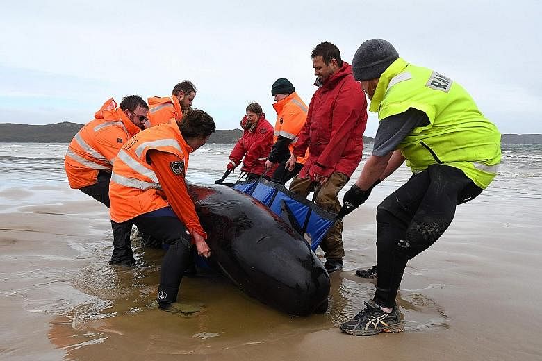 The refloating process involves as many as four or five people per whale, attaching slings to the animals so they can be guided out to sea by a boat. Stranded whales on a beach in Macquarie Harbour on the rugged west coast of Tasmania on Tuesday. The