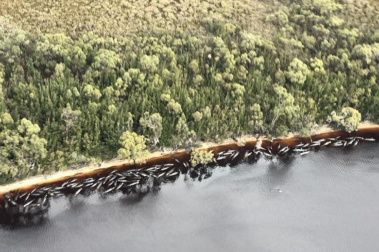 An aerial view shows pilot whales stranded along the coastline near the west coast town of Strahan on the island state of Tasmania, Australia, on Wednesday. Officials had the grim task of disposing almost 400 whale carcasses yesterday, while rescue a