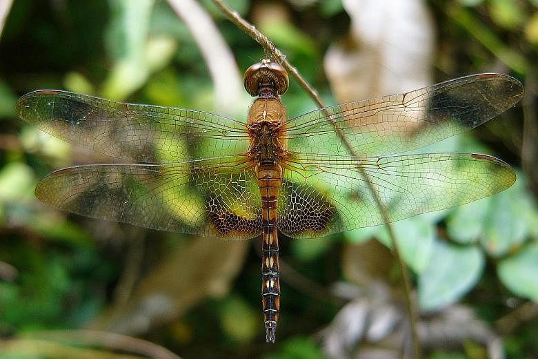 Piranthus sp., a spider species new to science, was found in secondary forest near the island's coast. The biodiversity survey, which started in 2018, unearthed dragonflies such as the water monarch dragonfly. New records for Pulau Ubin include three