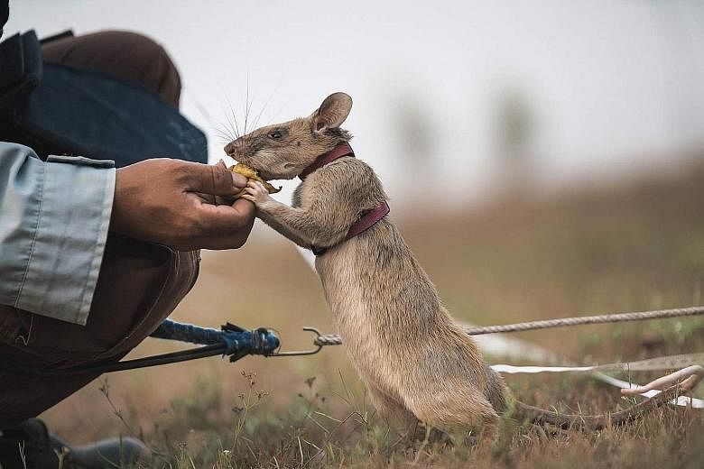 Magawa, an African giant pouched rat, getting a banana as a reward after indicating a landmine in Siem Reap, Cambodia, in 2016. He has been awarded the British veterinary charity People's Dispensary for Sick Animals' gold medal for his "life-saving b