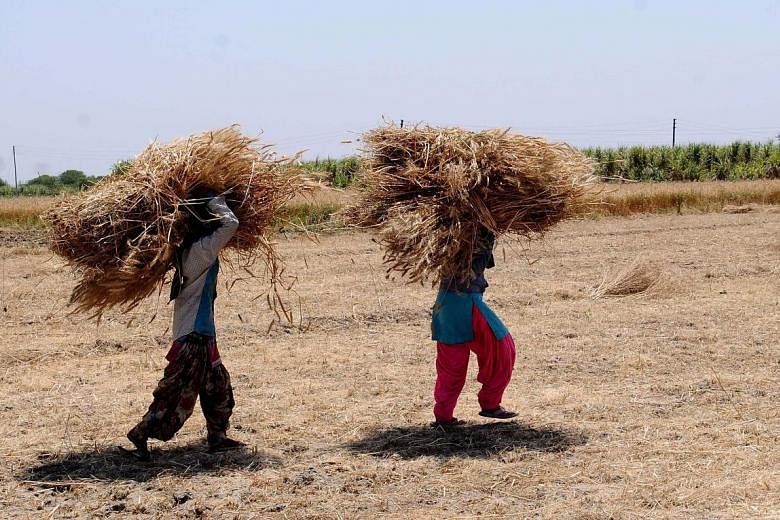 Farmers carrying harvested crops (left) and farming activities being carried out (below) in India's Uttar Pradesh state during the nationwide lockdown to curb the spread of the virus. The closure of mandis, where farmers sell their harvest, could lea