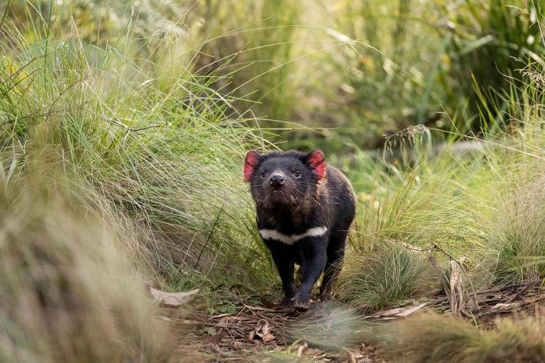 It is estimated that fewer than 25,000 Tasmanian devils still live in the wild, down from as many as 150,000 before a mysterious, fatal disease first struck in the mid-1990s.