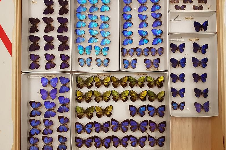 Some of the butterfly specimens from the Lee Kong Chian Natural History Museum that have had their images and information put online in the Global Biodiversity Information Facility, a free international biodiversity database. 