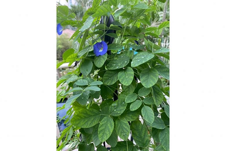 Butterfly pea has nutrient deficiency, chilli infested with broad mites
