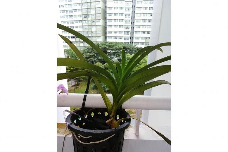 Sufficient sunlight needed for orchid to flower