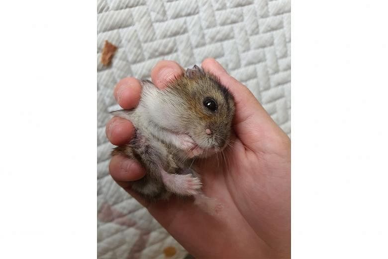 Lump growing on hamster’s face