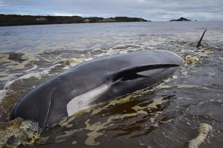 Whale Stranding In New Zealand Sparks Rescue Mission | The Straits Times