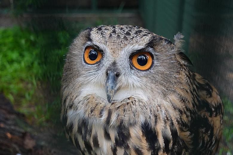 Eurasian eagle owl Max was hatched in 2010. She is undergoing rehabilitation for scoliosis and uses the aviary space to regain her strength to walk, run and fly. Rod Stewart is an Egyptian vulture that might be close to 60 years old. He now wears a w