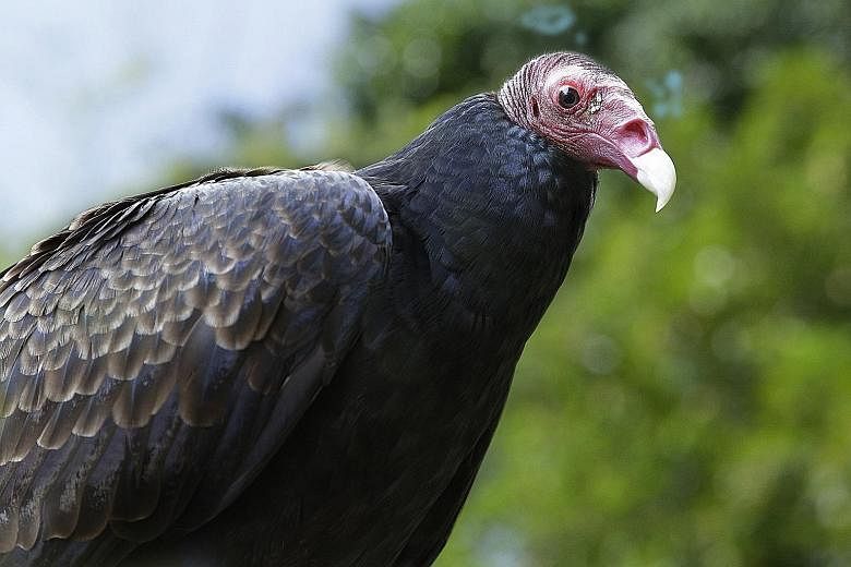 American black vulture Carlos receives daily medicine in his food for arthritis. Otherwise, the 22-year-old bird and his brother Jose are in good physical condition.