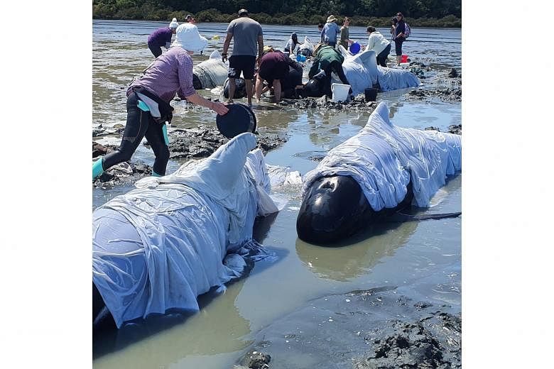Rescuers and volunteers in New Zealand worked all of last Saturday to refloat about 25 pilot whales, part of a pod of about 40 to 50 which got stranded. PHOTO: REUTERS