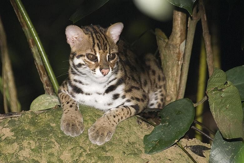 The leopard cat (top) and the Malayan porcupine, wildlife species found in the region. The new guidelines set out criteria to help identify sites of high conservation priority. PHOTOS: NORMAN LIM, NICK BAKER