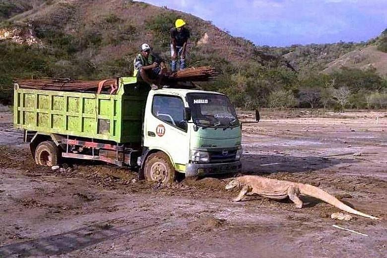This picture of a Komodo dragon blocking the path of a truck on Indonesia's Rinca Island went viral on social media.