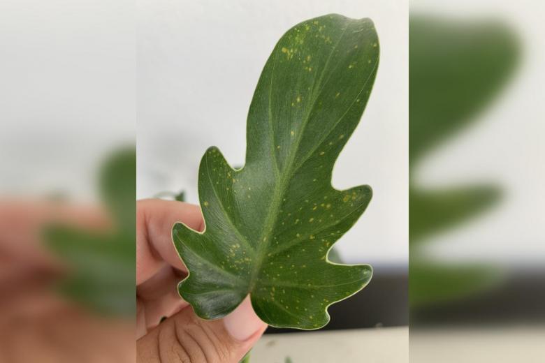 Root Awakening Yellow spots on leaves The Straits Times