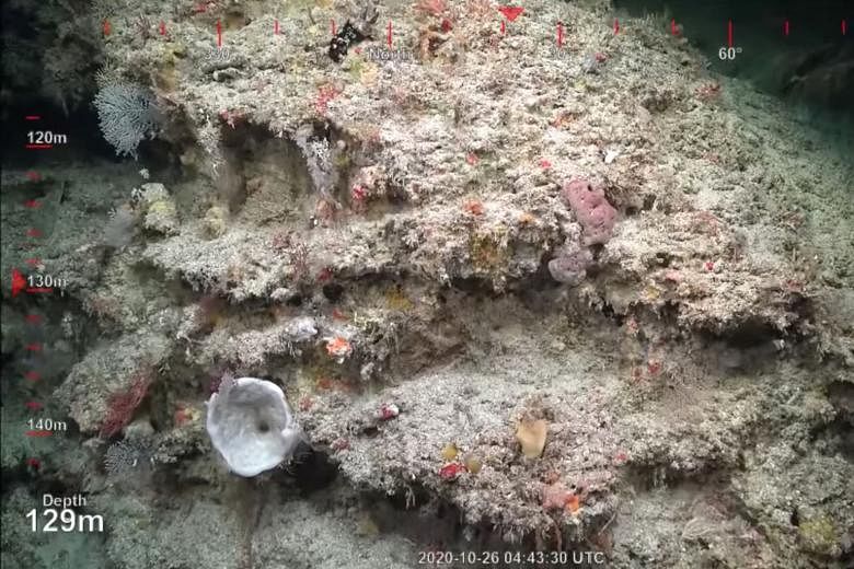 A screengrab from a video taken on Sunday showing the massive coral reef found at the northern tip of Australia's Great Barrier Reef. The detached reef, measuring about 500m high, is the first to be discovered in more than 120 years. PHOTO: REUTERS