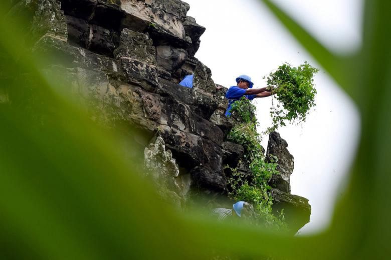 Gardeners (above) climbing up a tower of Cambodia's Angkor Wat in Siem Reap, while a worker (left) removes tree saplings from the temple's exterior. A 30-member team of gardeners ensures that the site is not damaged by foliage sprouting from the sand