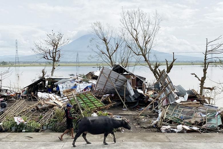A man with a water buffalo walking past a ruined home in a village struck by Typhoon Goni in Camarines Sur province in the Philippines, yesterday. Strong winds and torrential rain have damaged crops, mainly rice and corn, worth 1.1 billion pesos (S$3