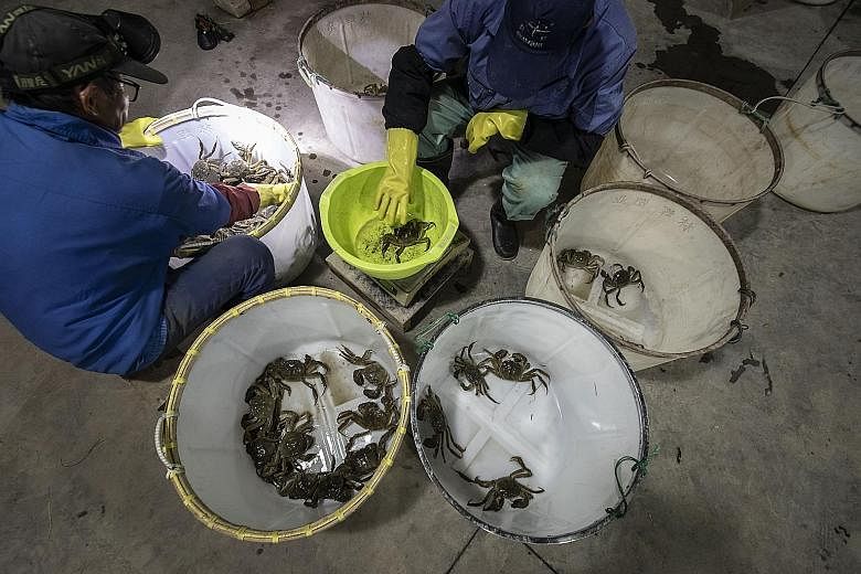 Workers weighing and sorting hairy crabs (also seen freshly cooked below) after a catch at the Shengmiao Eco Farm on the outskirts of Shanghai on Oct 19. Big-spending consumers in China who have not been able to shop in Paris or Milan are treating th