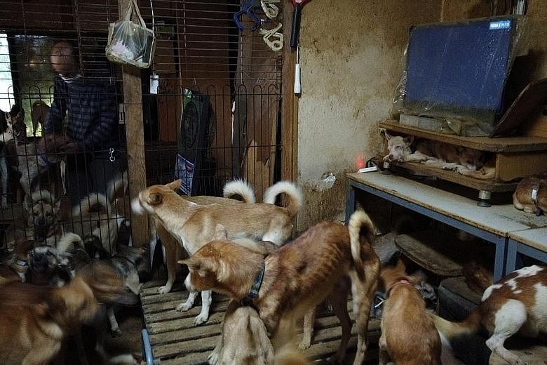 Animal rights group Dobutsukikin says the dogs found crammed into the 30 sq m house house in Izumo city in western Japan were mostly malnourished or infected with parasites.