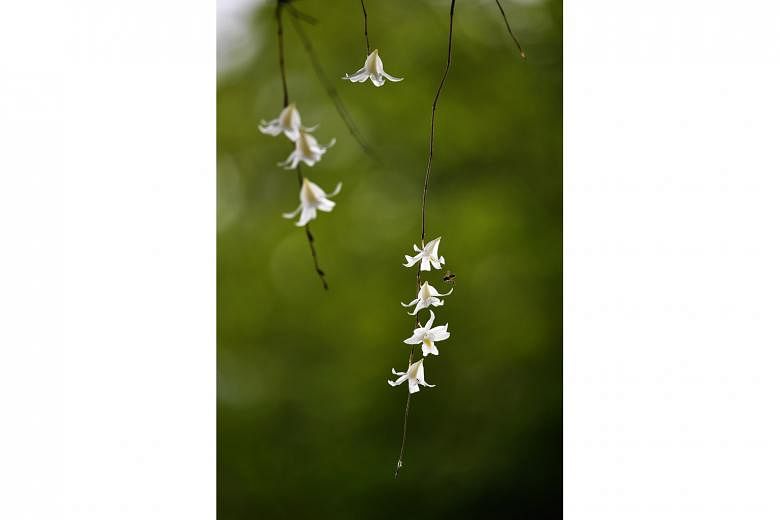 Pigeon orchids - so called because the flower buds look like little white pigeons - were flowering profusely in Mandai Road on Monday. This native orchid, Dendrobium crumenatum, is one of the more common epiphytes in Singapore. The flowers are white 