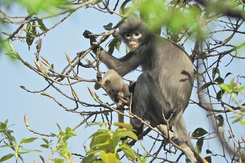 A photo released by the German Primate Centre yesterday shows the Popa langur found in Myanmar. Research shows the species has been around for at least a million years, but only 200 to 250 are left in the wild.